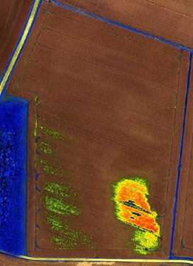 WANAKA colza: gel et dégâts des eaux analyse d'image.
