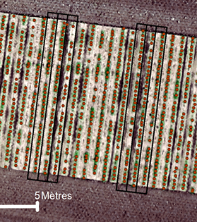 Outils sur mesure WANAKA : comptage de betterave