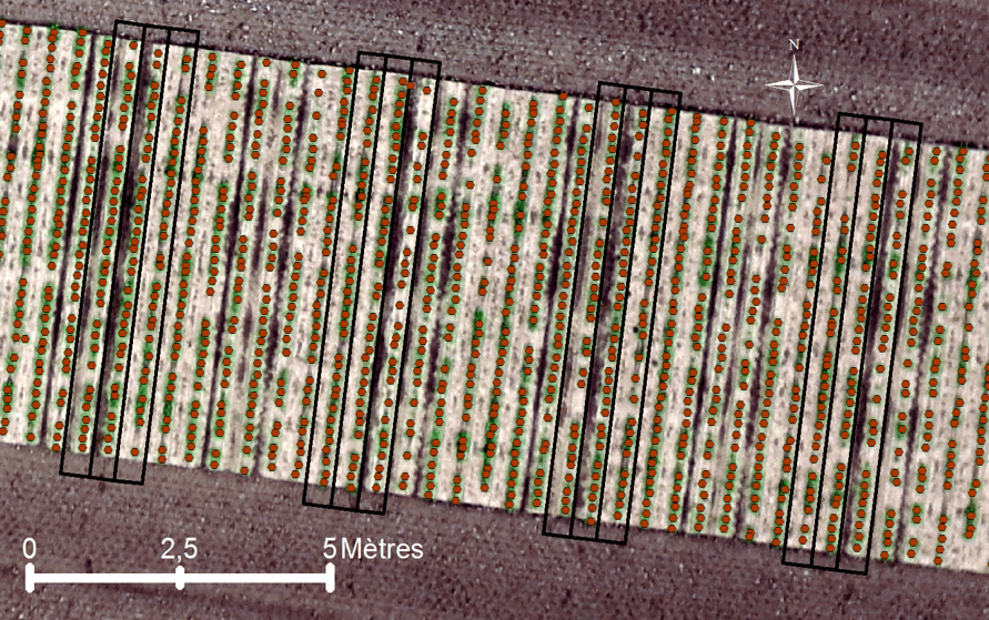 Outils sur mesure WANAKA : comptage de betterave