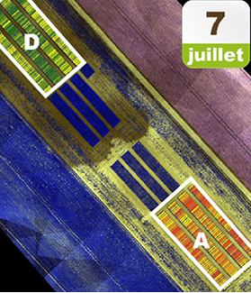 Outils sur mesure WANAKA : visualisation de l'impact du stress hydrique sur microparcelle de betterave