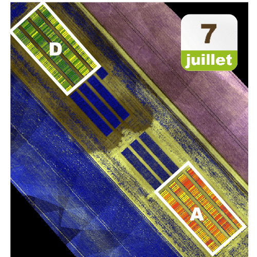 Outils sur mesure WANAKA : visualisation de l'impact du stress hydrique sur microparcelle de betterave